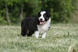 BERGER AUSTRALIEN PUPPIES 337